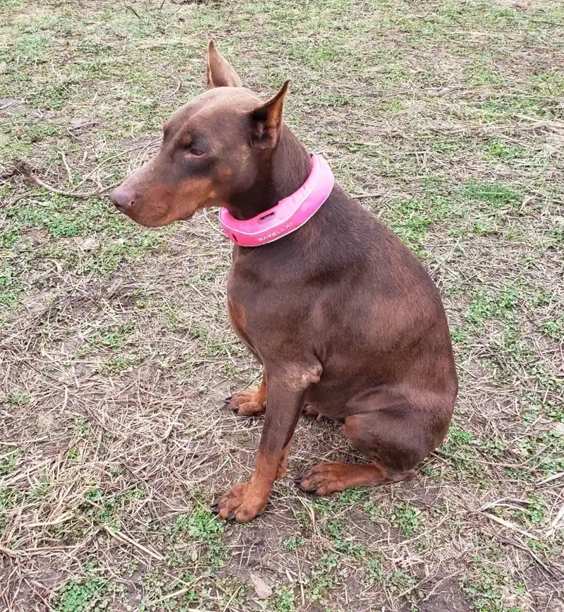 a**@earth****.net's dog