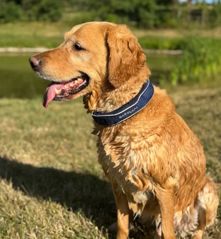 Donna E's dog