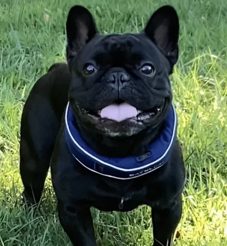 Tami Kidd's dog