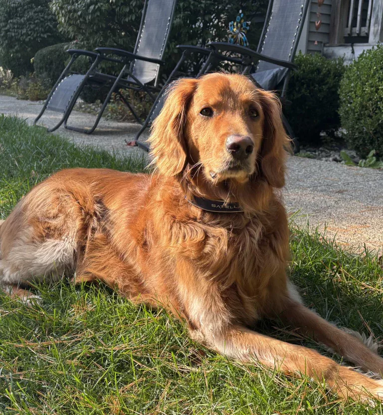 Sara's dog